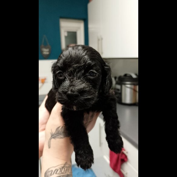 Cockapoo - Both