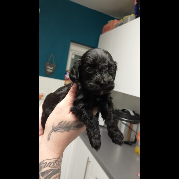 Cockapoo - Both