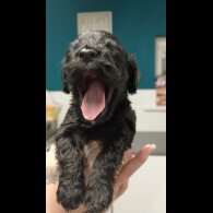 Cockapoo - Both