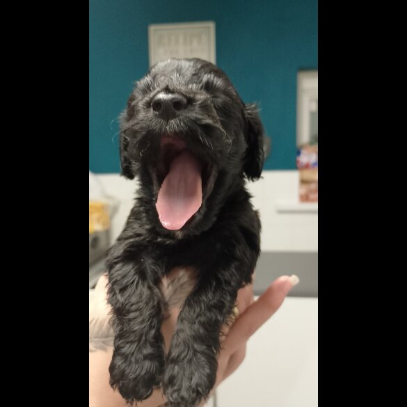 Cockapoo - Both