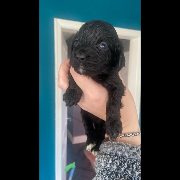 Cockapoo - Both