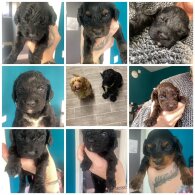 Cockapoo - Both