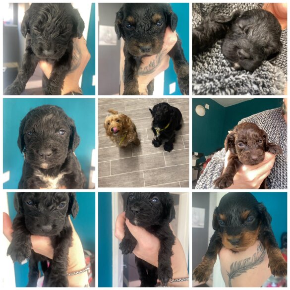 Cockapoo - Both