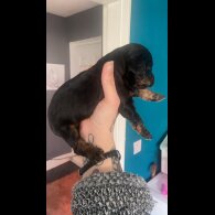 Cockapoo - Both