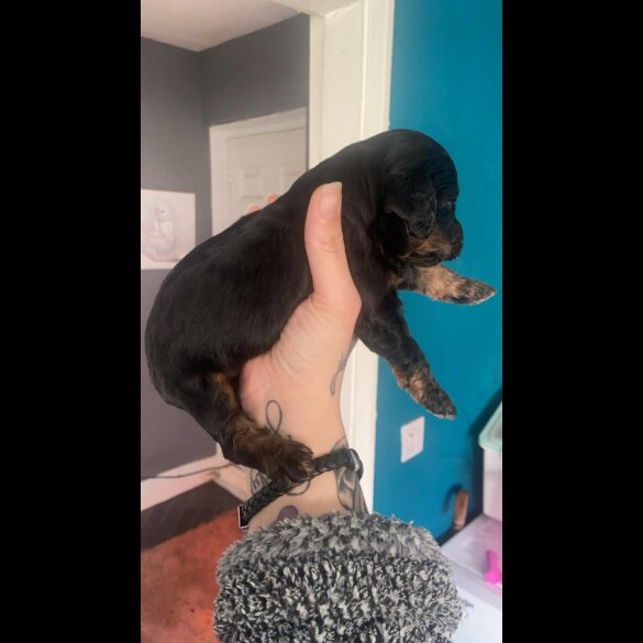 Cockapoo - Both