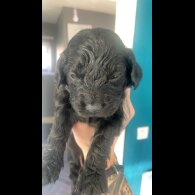 Cockapoo - Both