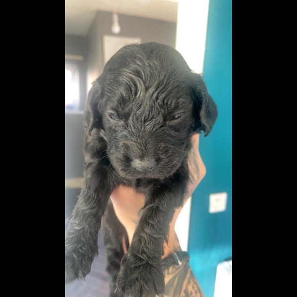 Cockapoo - Both
