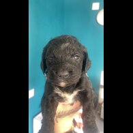 Cockapoo - Both