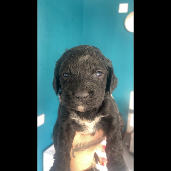 Cockapoo - Both