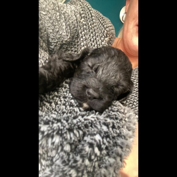 Cockapoo - Both
