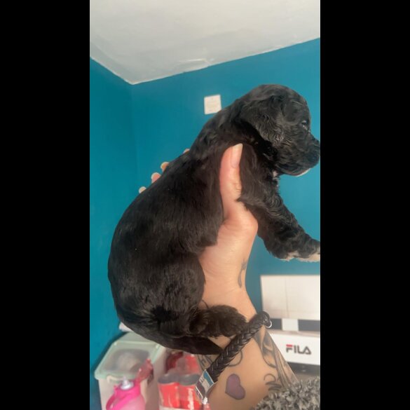 Cockapoo - Both