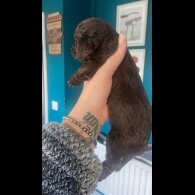 Cockapoo - Both