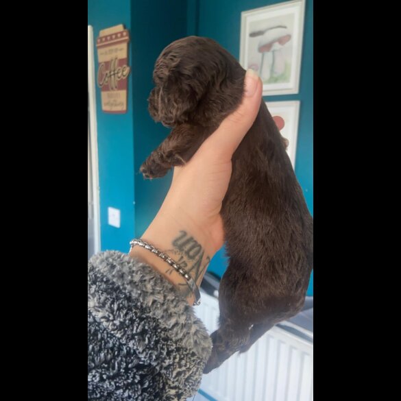 Cockapoo - Both