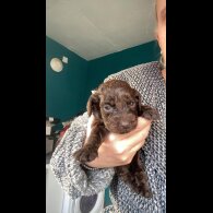 Cockapoo - Both