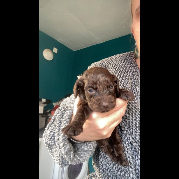 Cockapoo - Both