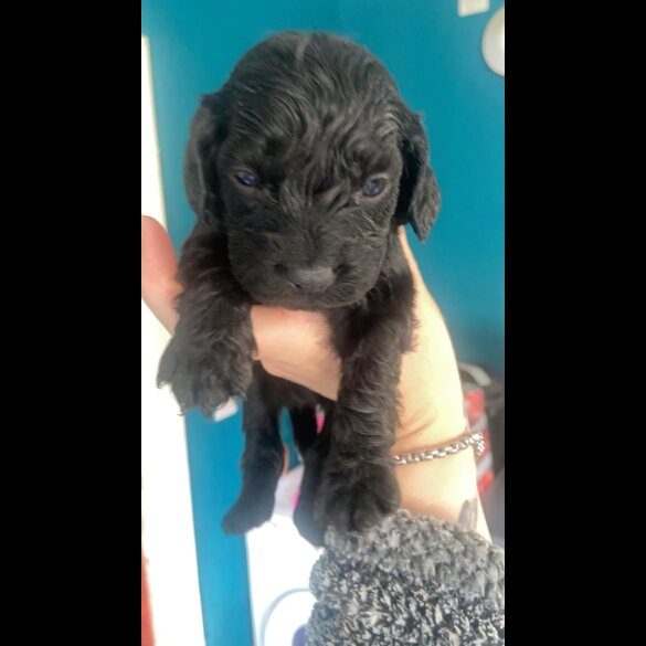 Cockapoo - Both