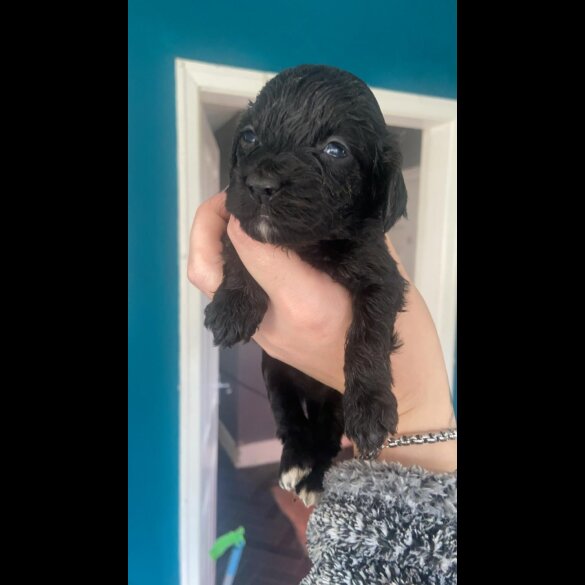 Cockapoo - Both