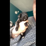 Cockapoo - Both