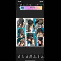 Cockapoo - Both