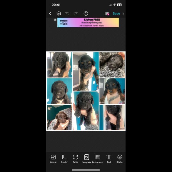 Cockapoo - Both