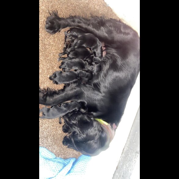 Cockapoo - Both