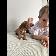 Cockapoo - Both