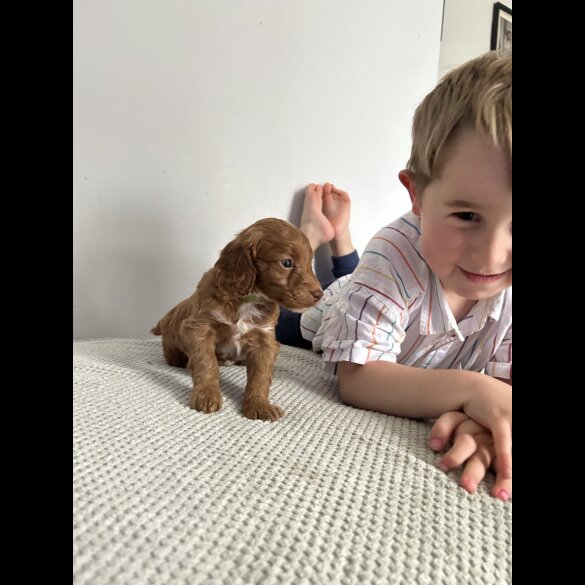 Cockapoo - Both