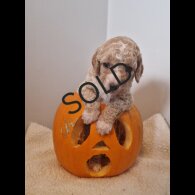 Cockapoo - Both