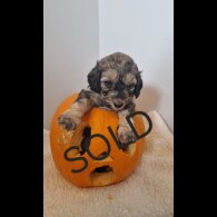 Cockapoo - Both