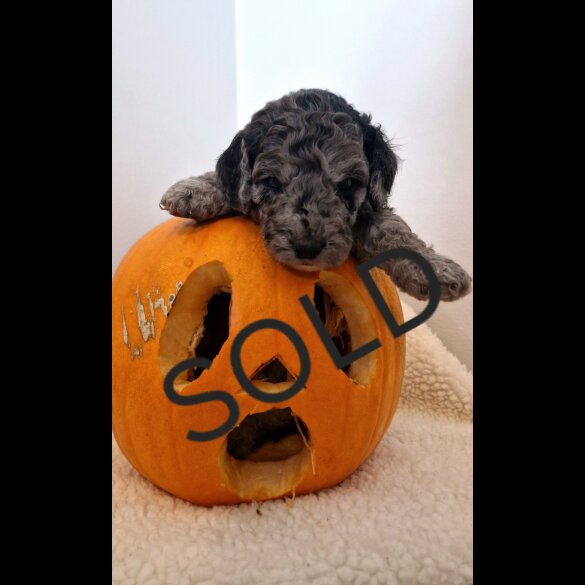Cockapoo - Both