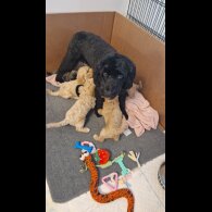 Cockapoo - Both
