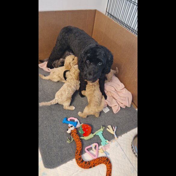 Cockapoo - Both