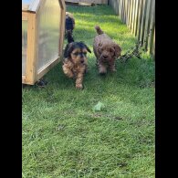 Cockapoo - Both