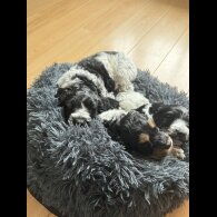 Cockapoo - Dogs