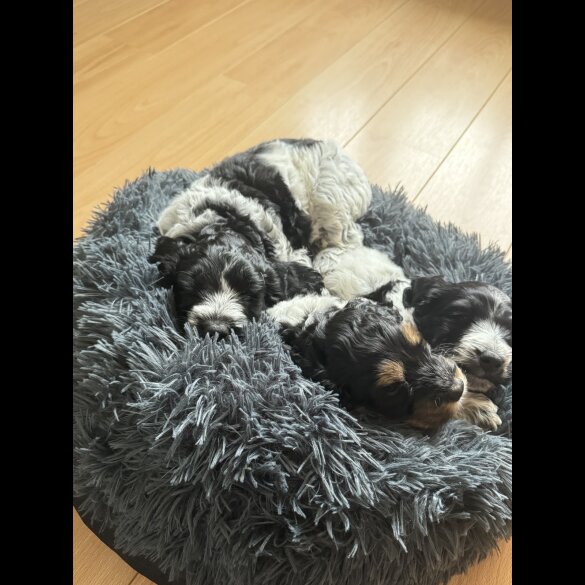 Cockapoo - Dogs