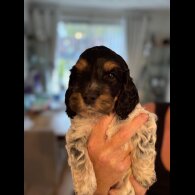 Cockapoo - Dogs