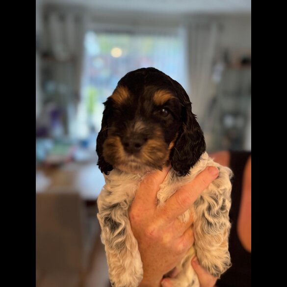 Cockapoo - Dogs