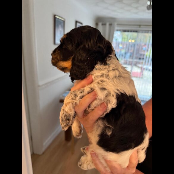Cockapoo - Dogs