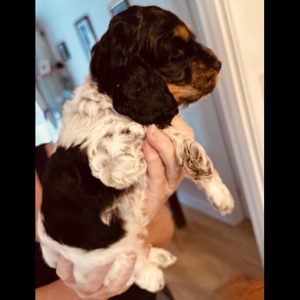 Cockapoo - Dogs