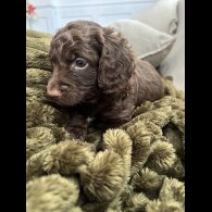Cockapoo - Both