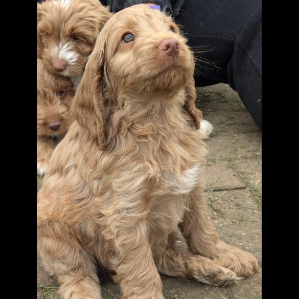 Cockapoo - Both