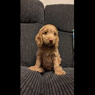 Cockapoo - Both
