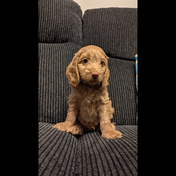 Cockapoo - Both