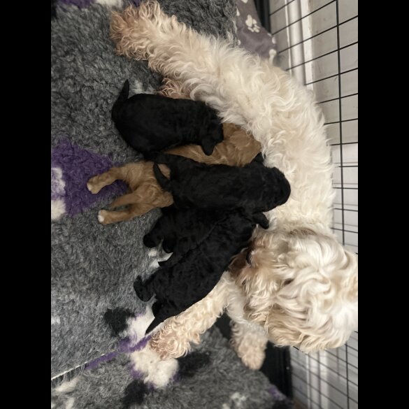 Cockapoo - Both