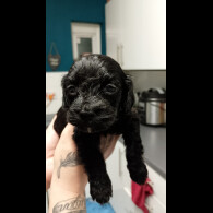 Cockapoo - Both