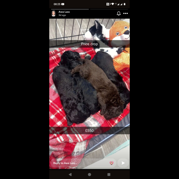 Cockapoo - Both
