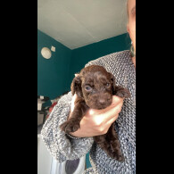 Cockapoo - Both