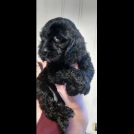 Cockapoo - Both