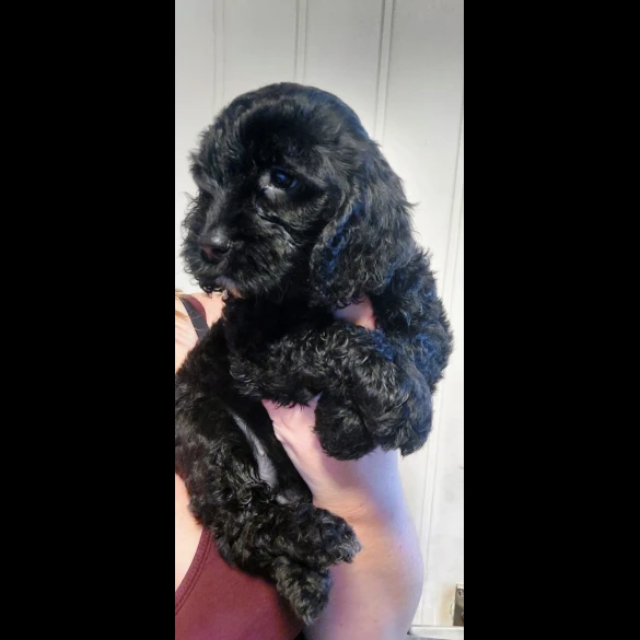 Cockapoo - Both
