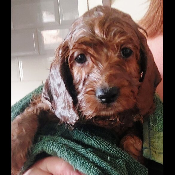 Cockapoo - Both